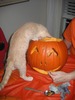 Laura Harris Photo 51