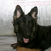 Kelli Shepherd Photo 25