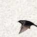 Mark Gallant Photo 38