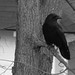 Cynthia Parr Photo 19