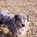 Sandy Shepherd Photo 25