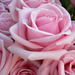 Rose Flores Photo 6