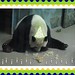 Janet Foo Photo 21
