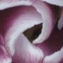 Sara Strickland Photo 9