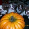Laurie Turner Photo 26