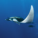 Ray Cheng Photo 12