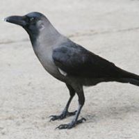 Edward Crow Photo 18