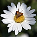 Daisy Brown Photo 23