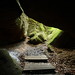 Nelson Kennedy Photo 15