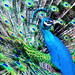 Louis Peacock Photo 14