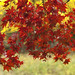Douglas Maple Photo 9