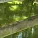 Alice Bloom Photo 10