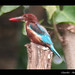Forrest Fisher Photo 15