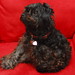 Tracy Boudreau Photo 31