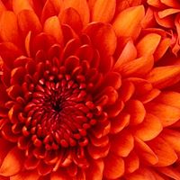 Deborah Himes Photo 8