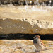 Deborah Sparrow Photo 28