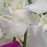 Claudia Mitchell Photo 18