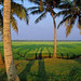Dawn Fields Photo 14