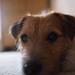 Jack Tibbs Photo 16