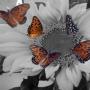 Pamela Robison Photo 9