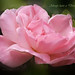 Elizabeth Rose Photo 44