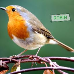 Robin Vincent Photo 36