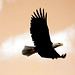 Brian Rothstein Photo 18