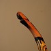 David Kissinger Photo 22
