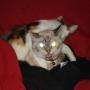 Lisa Rowland Photo 6