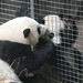 Sheng Lin Photo 11