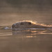 Mark Hamblin Photo 43