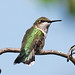 Richard Murrell Photo 37