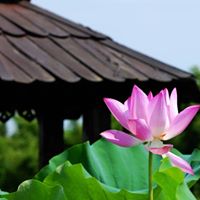 Lin Cheng Photo 16