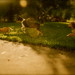 Debbie Potts Photo 37