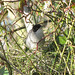 Sylvia Maier Photo 11