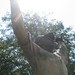 Susan Robison Photo 3
