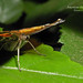 Cynthia Wing Photo 9