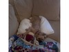 Rachel Harris Photo 13