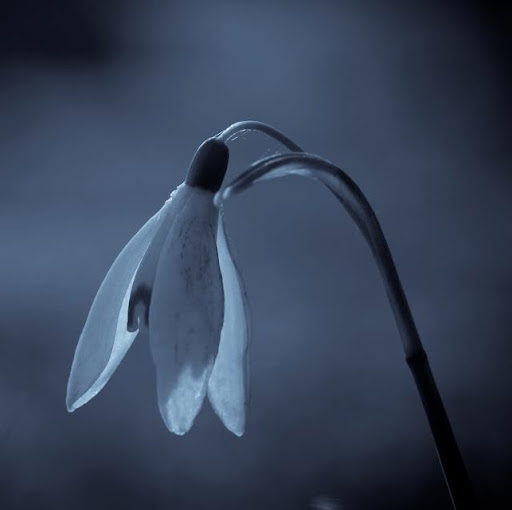 Nhan Dang Photo 9