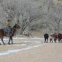 Susan Thomason Photo 34