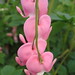 Robin Lowe Photo 21