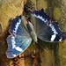 Daniel Blue Photo 19