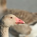 Christine Crowell Photo 26