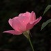 Rose Ferrante Photo 13