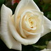 Rose Flores Photo 5