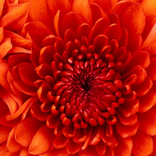 Mary Florio Photo 17