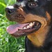 Janet Brindle Photo 11