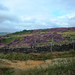 Heather Edge Photo 11