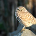 Lisa Burrows Photo 42