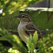 Deborah Sparrow Photo 25